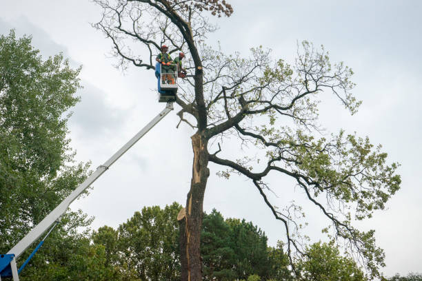 Best Stump Grinding Near Me  in Morgantown, WV